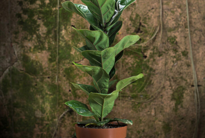 Guia Completo: Como Plantar Ficus em Vaso