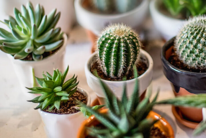 Guia Completo: Como Plantar Suculentas em Vaso