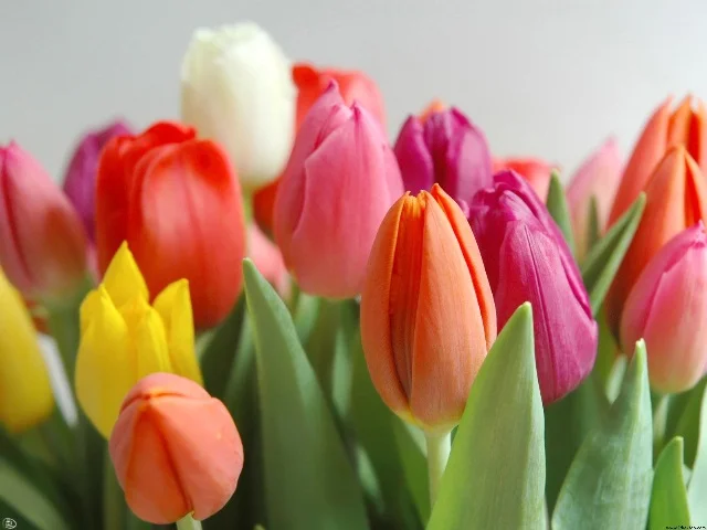 tulipas