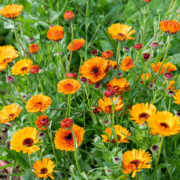 calendulas