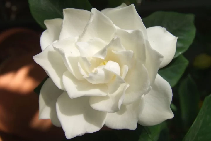 Guia Completo: Como Plantar Rosas em Vaso