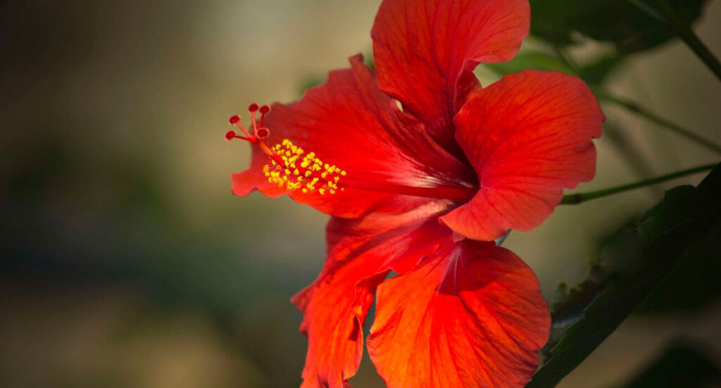 hibisco