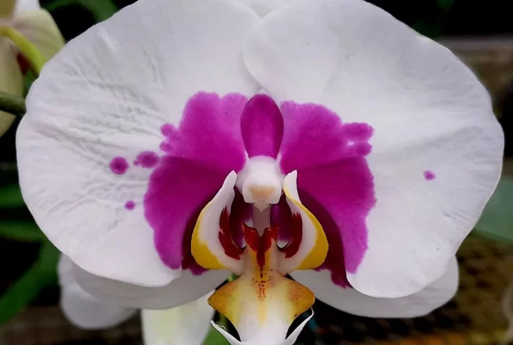 Guia Completo: Como Plantar Orquídeas em Vaso