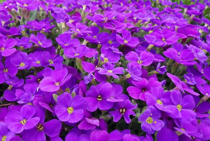 violetas