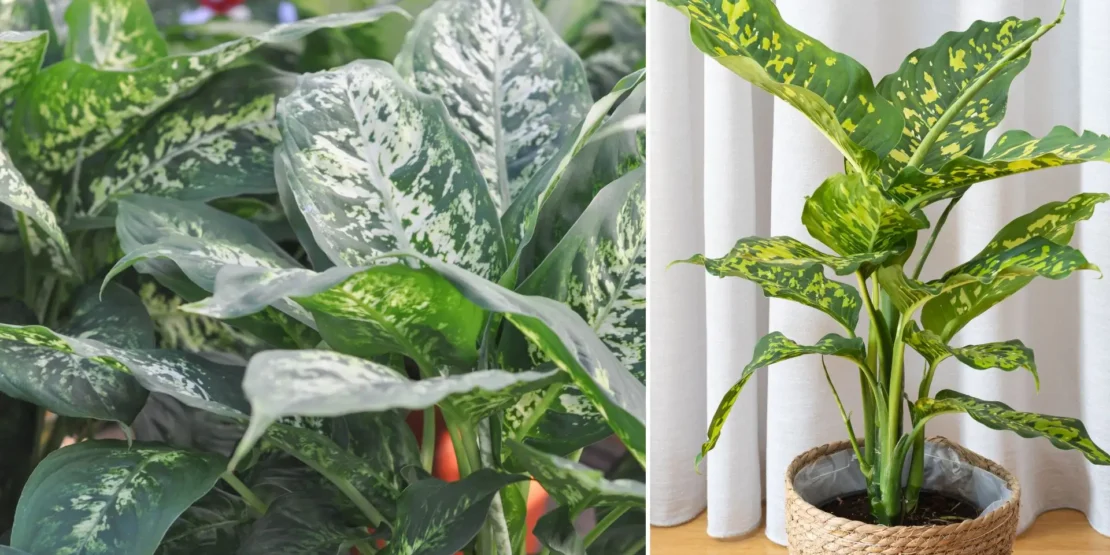 Montagem das plantas comigo ninguem pode