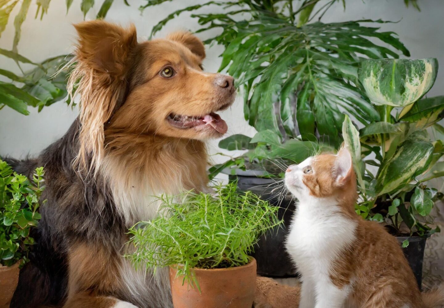 Pets cachorro e gato perto de plantas.