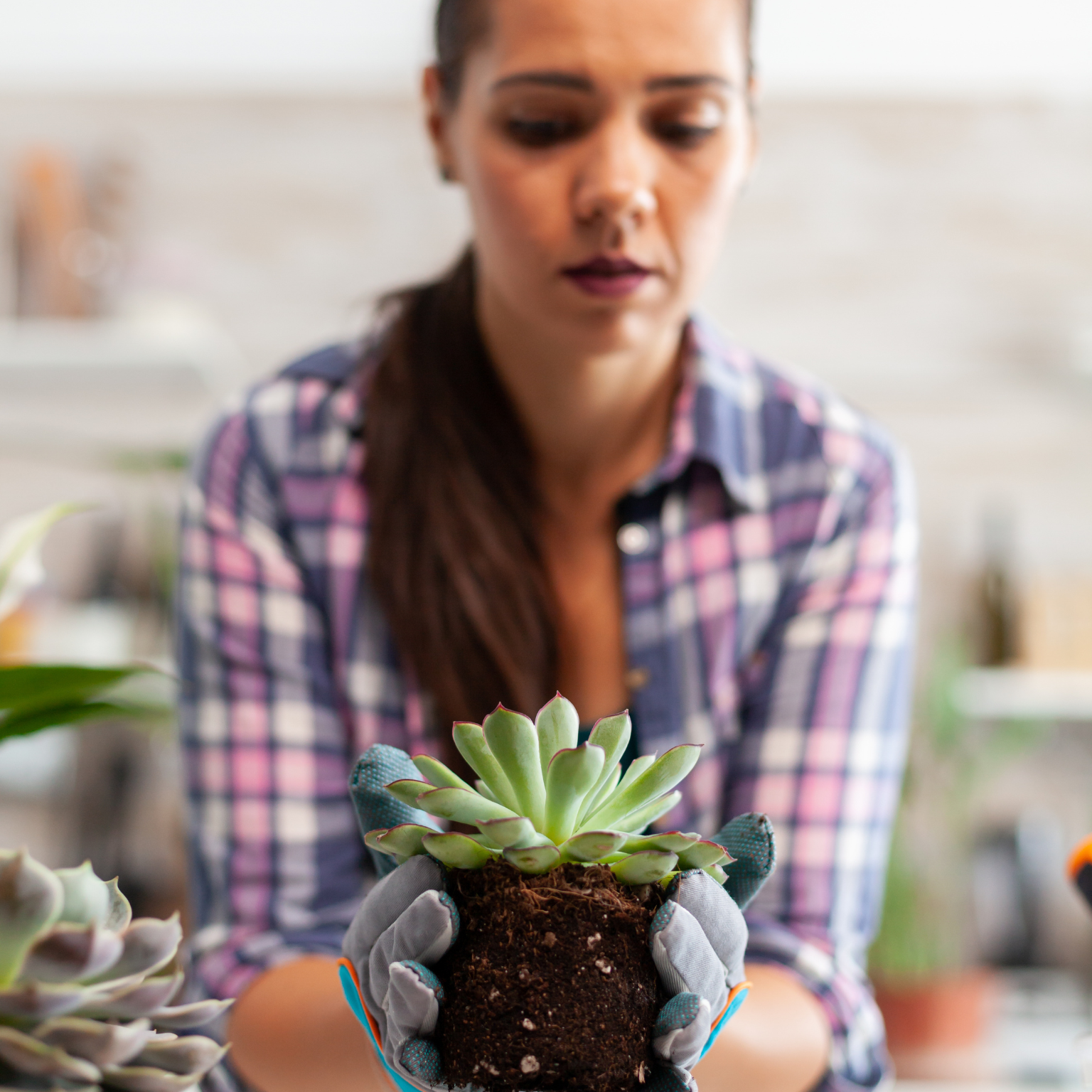 Mulher plantando planta decorativa