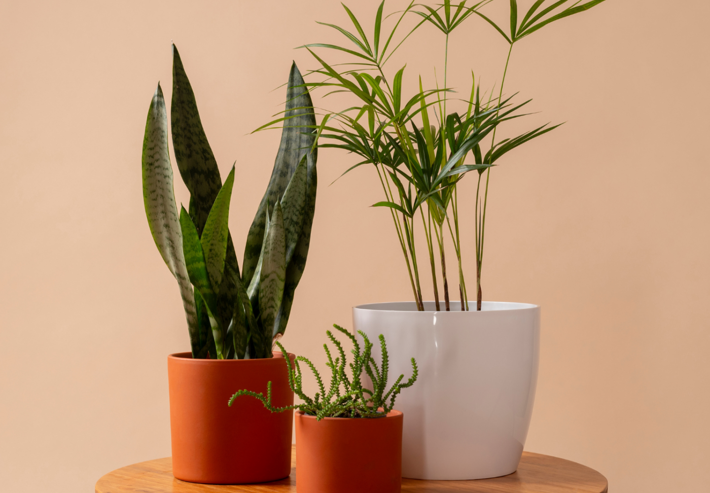 plantas e vasos