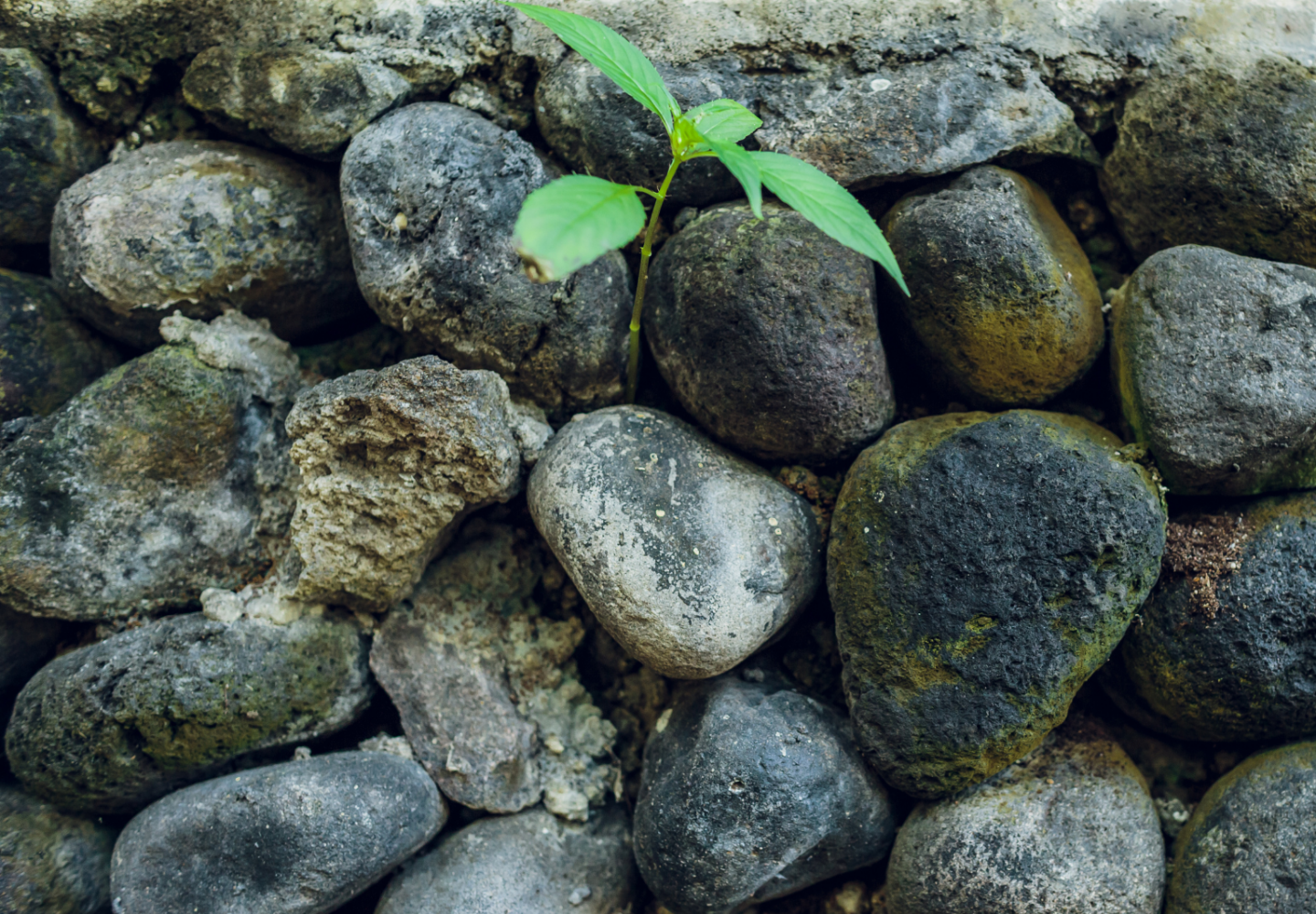 Pedras em volta de uma planta