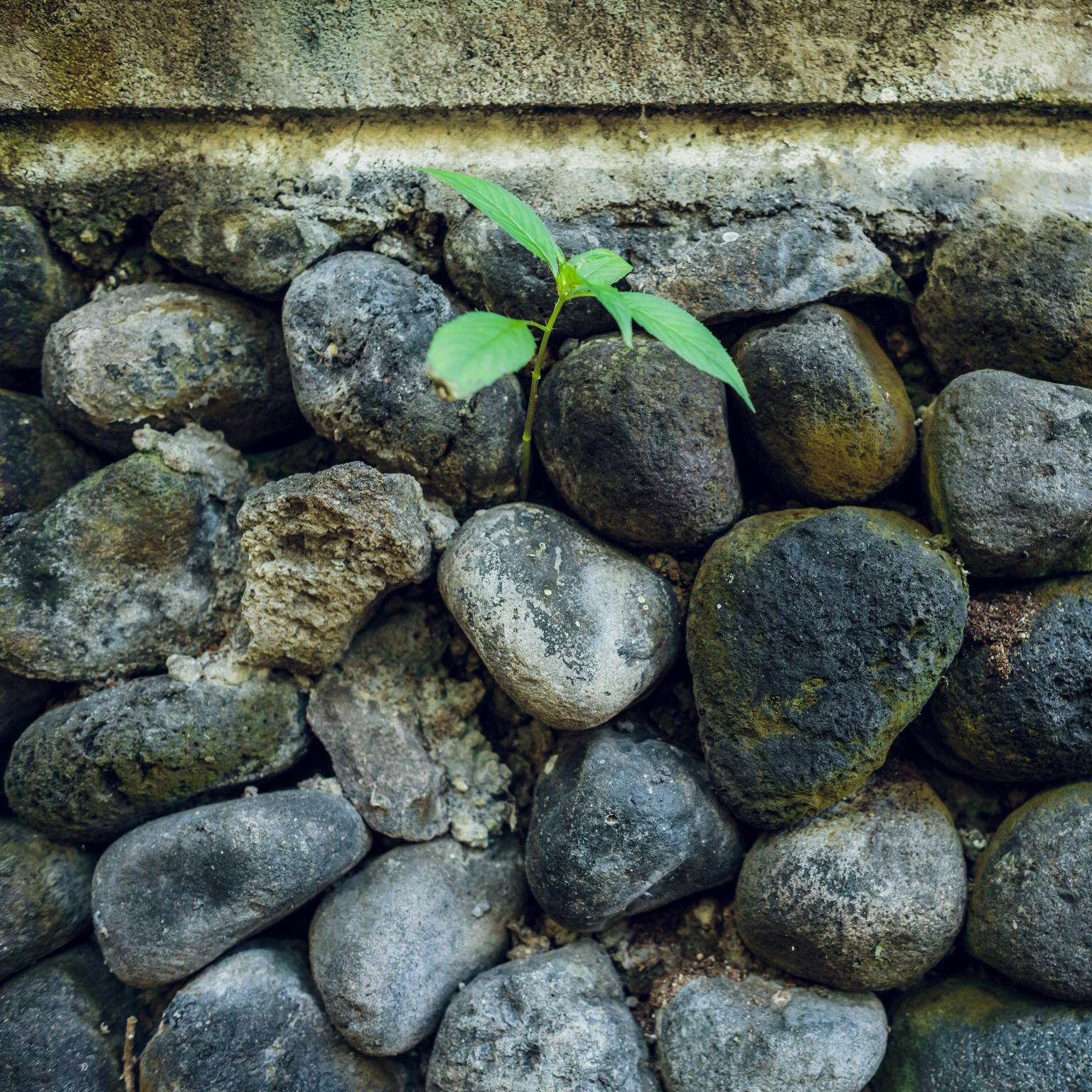 Pedras em volta de uma planta