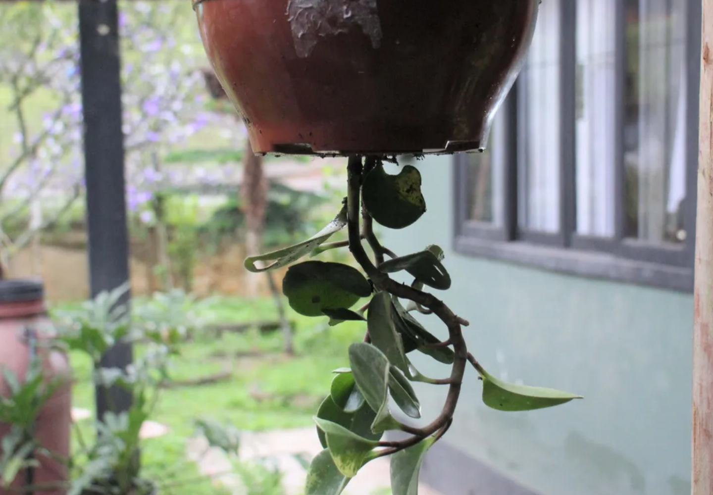 planta de cabeça para baixo
