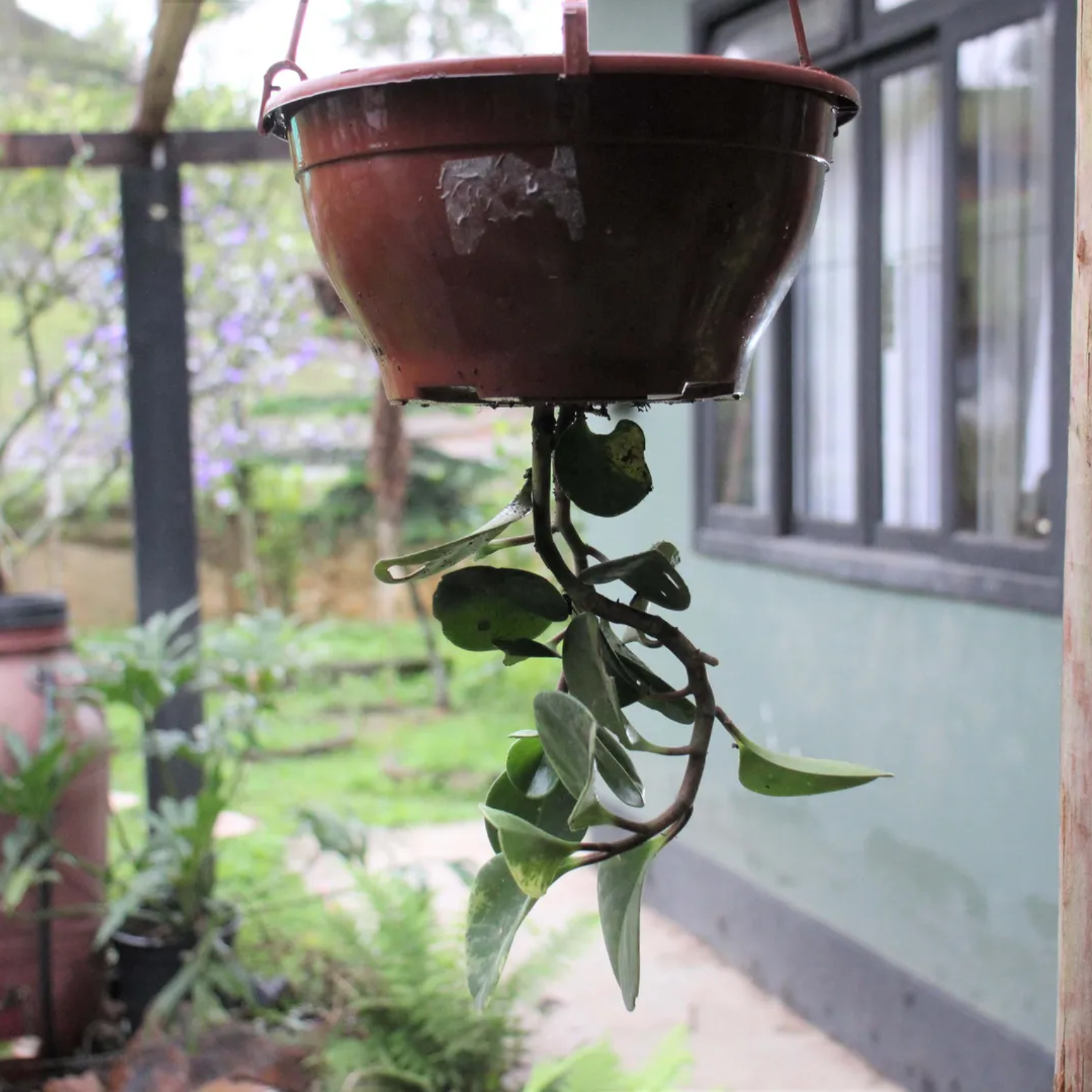 planta de cabeça para baixo