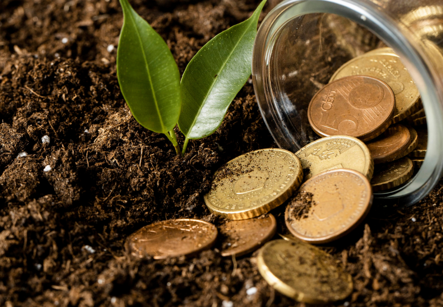 Planta e moedas no chão