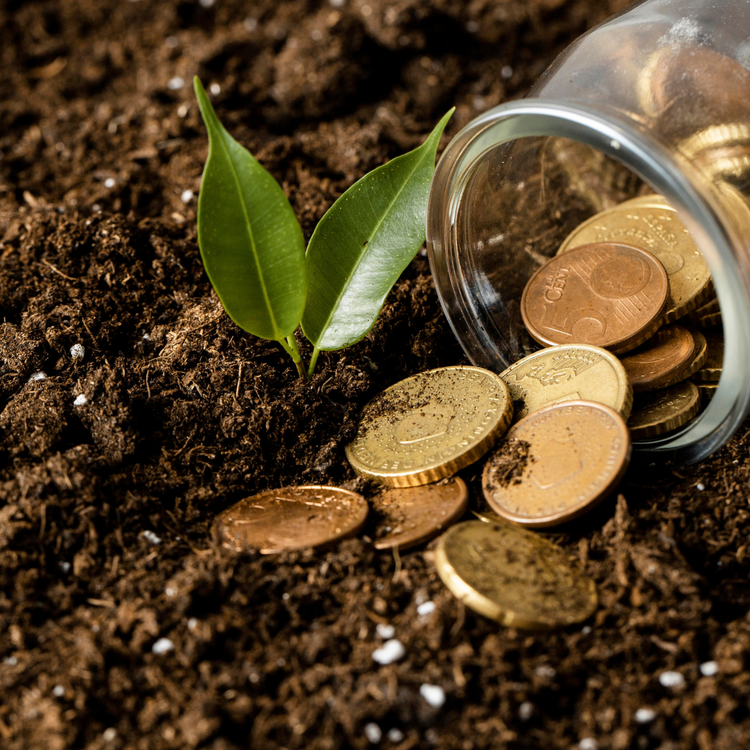 Planta e moedas no chão