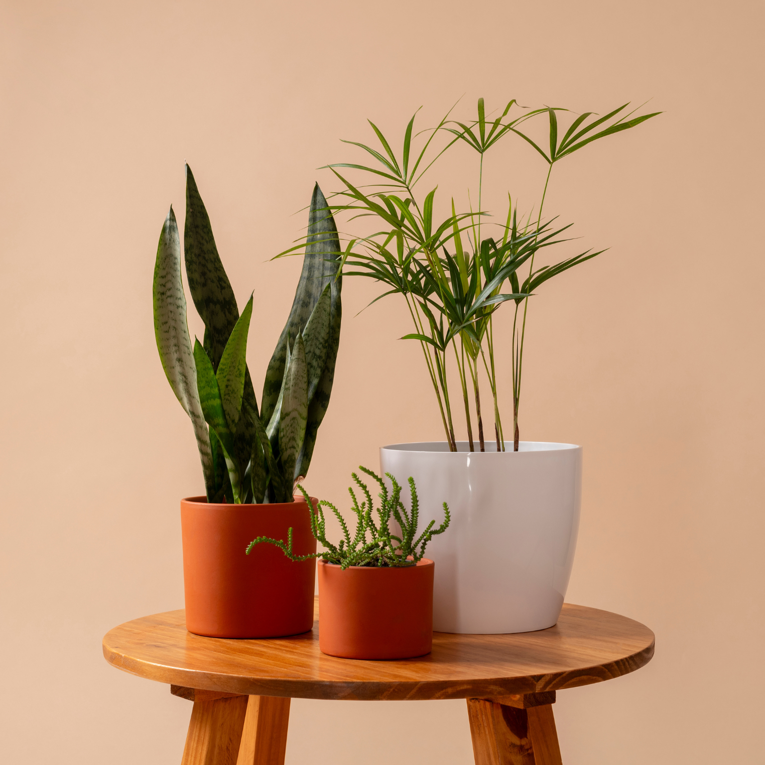 plantas e vasos