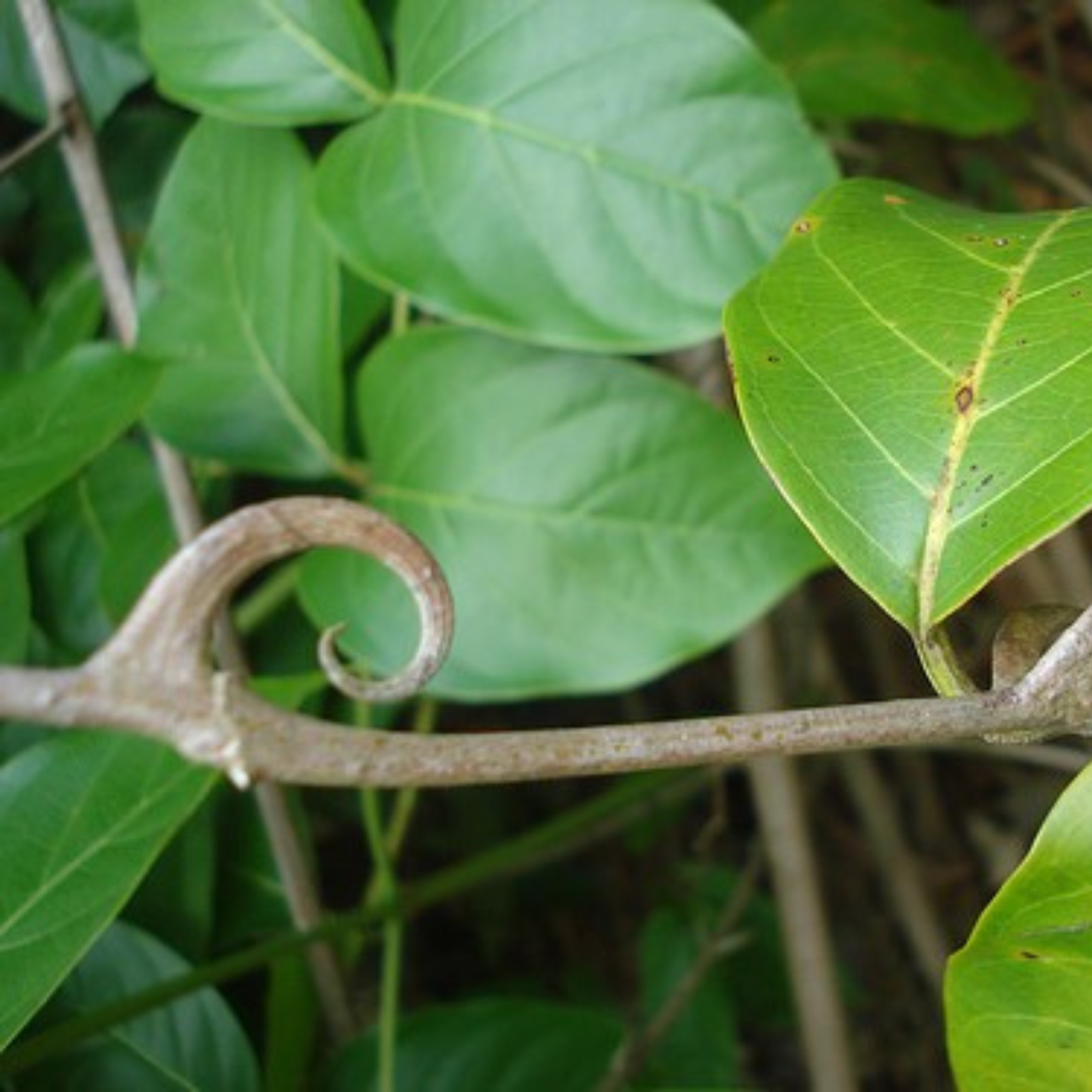 Planta unha de gato