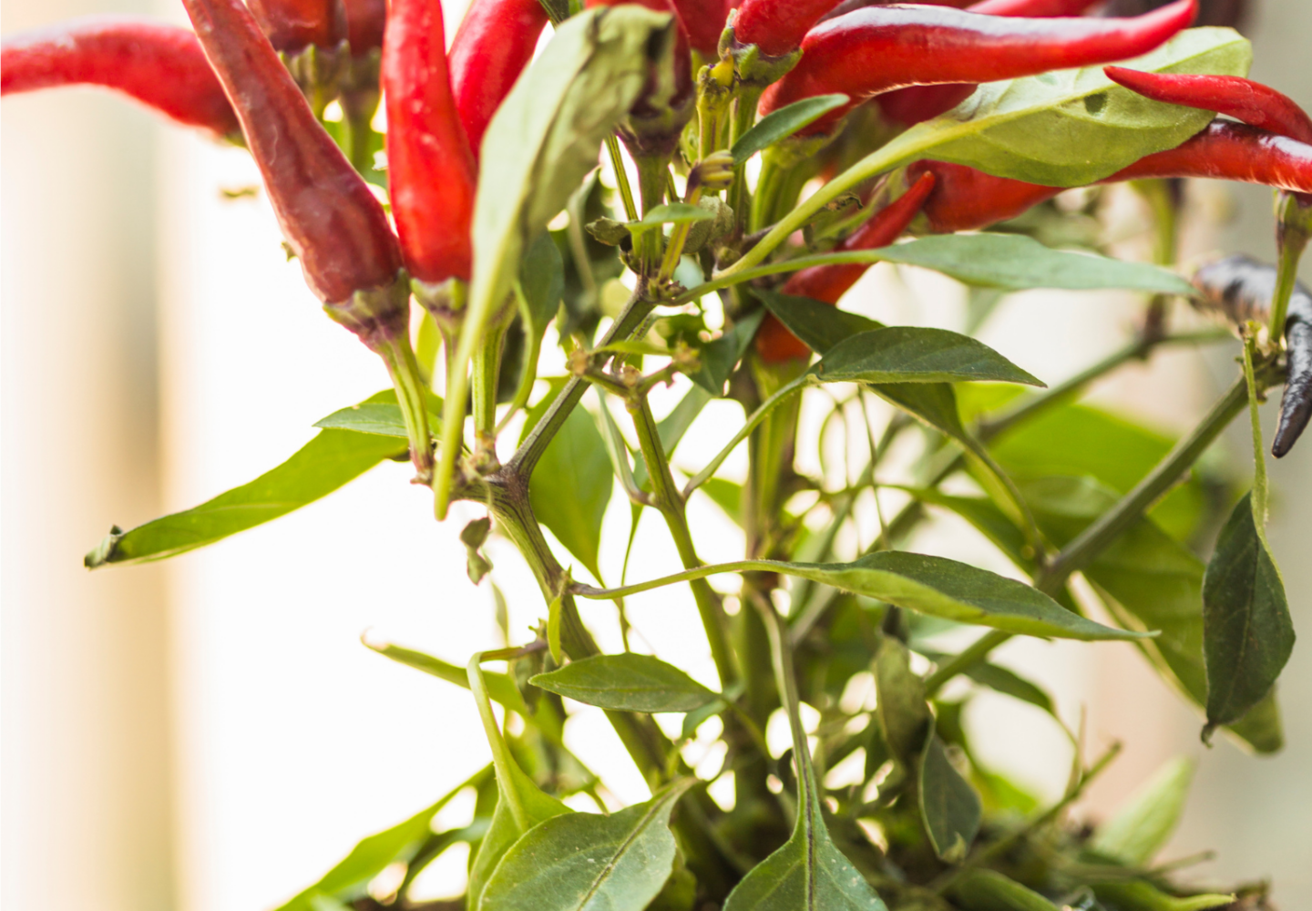 Pimentas vermelhas plantadas em um vaso