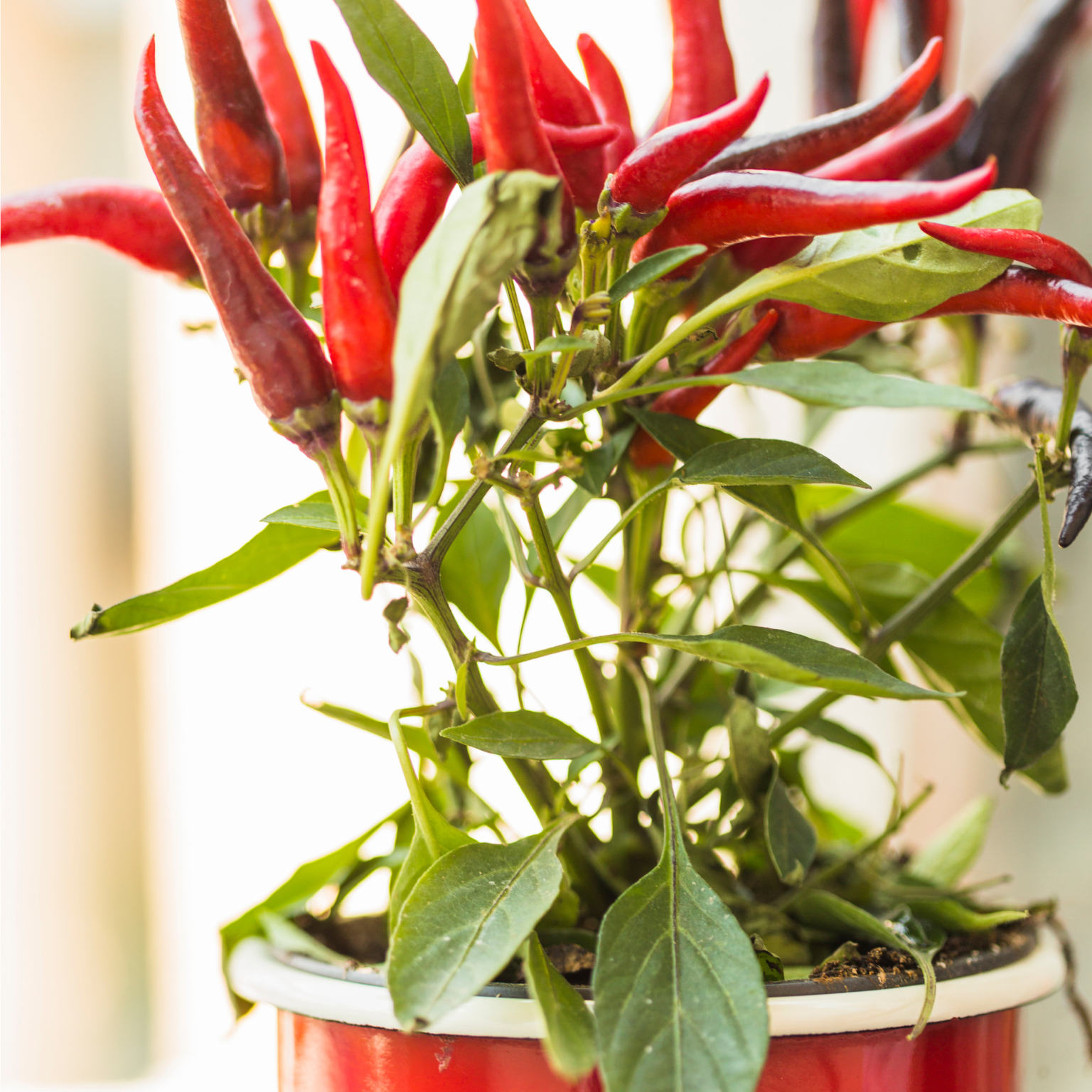 Pimentas vermelhas plantadas em um vaso