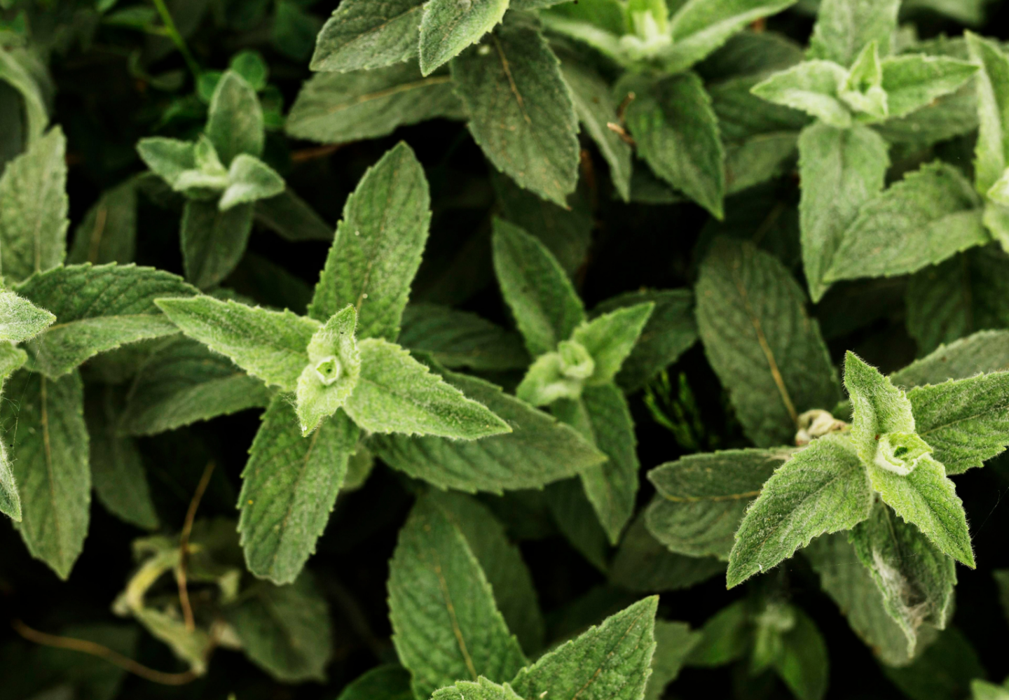 Folhas verdes de orégano