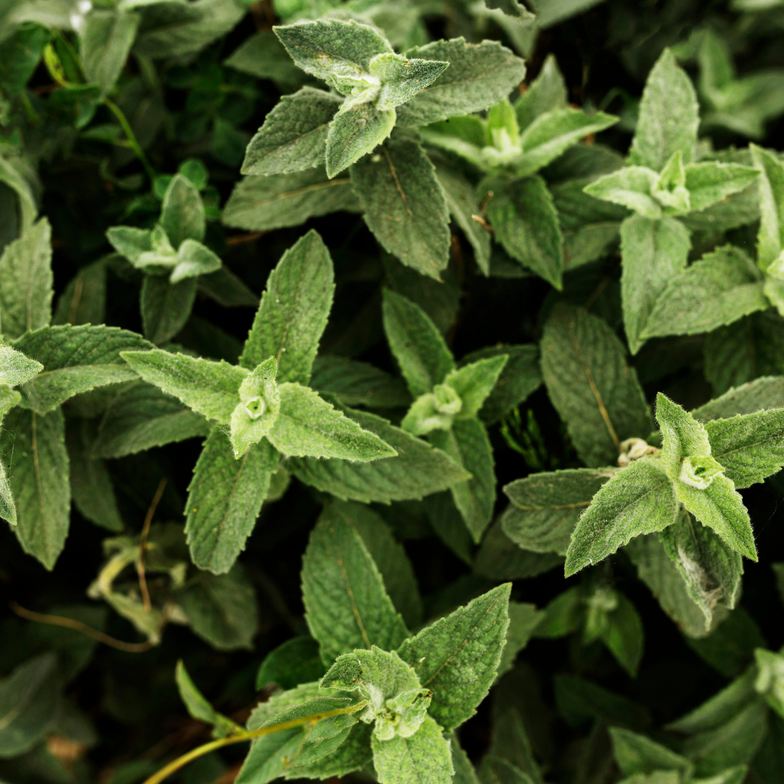 Folhas verdes de orégano