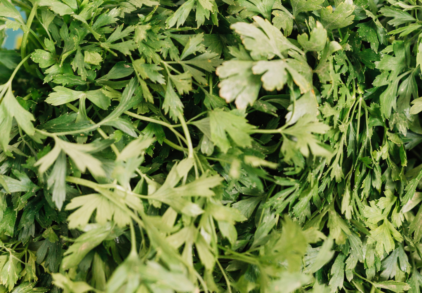 Salsa verde e fresca