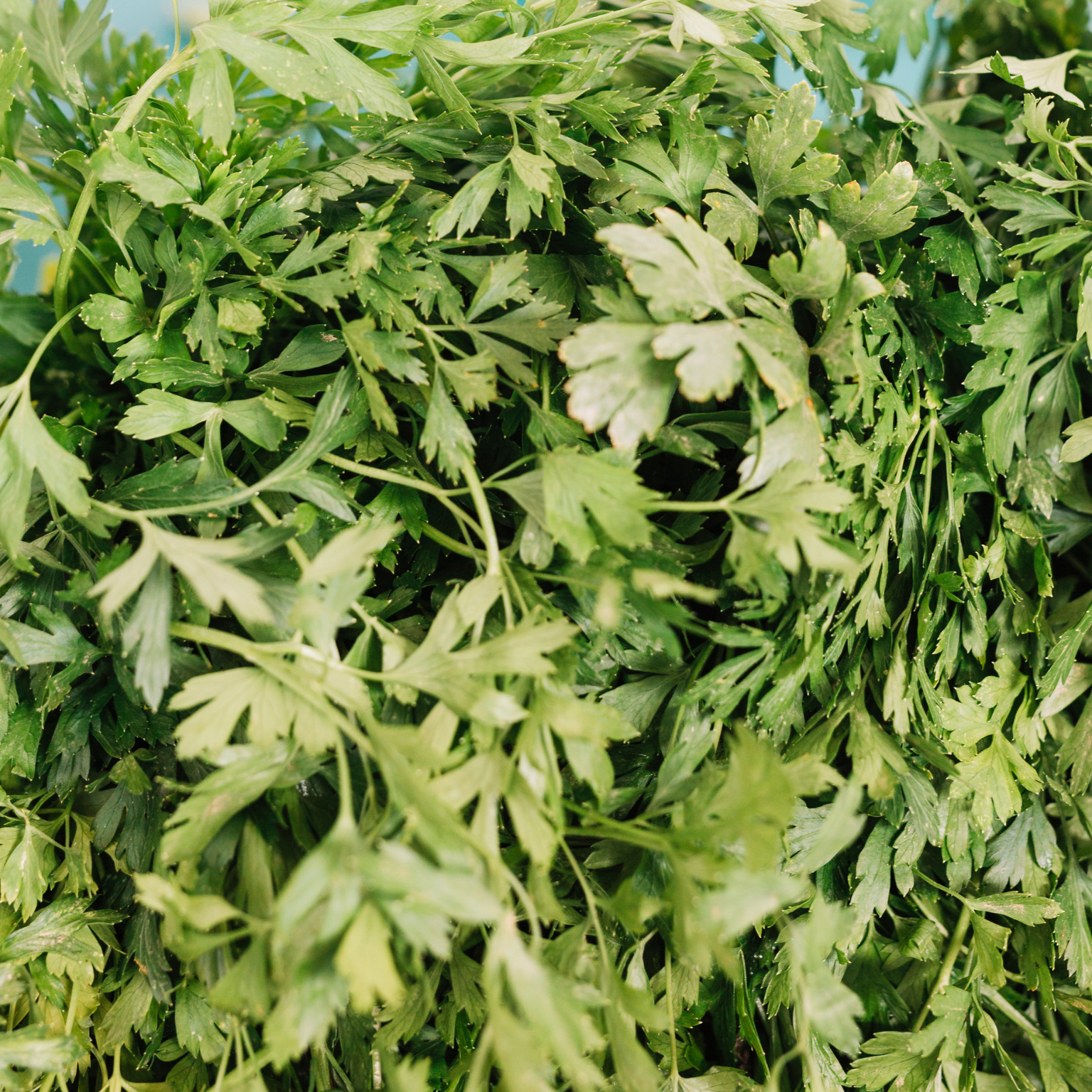 Salsa verde e fresca
