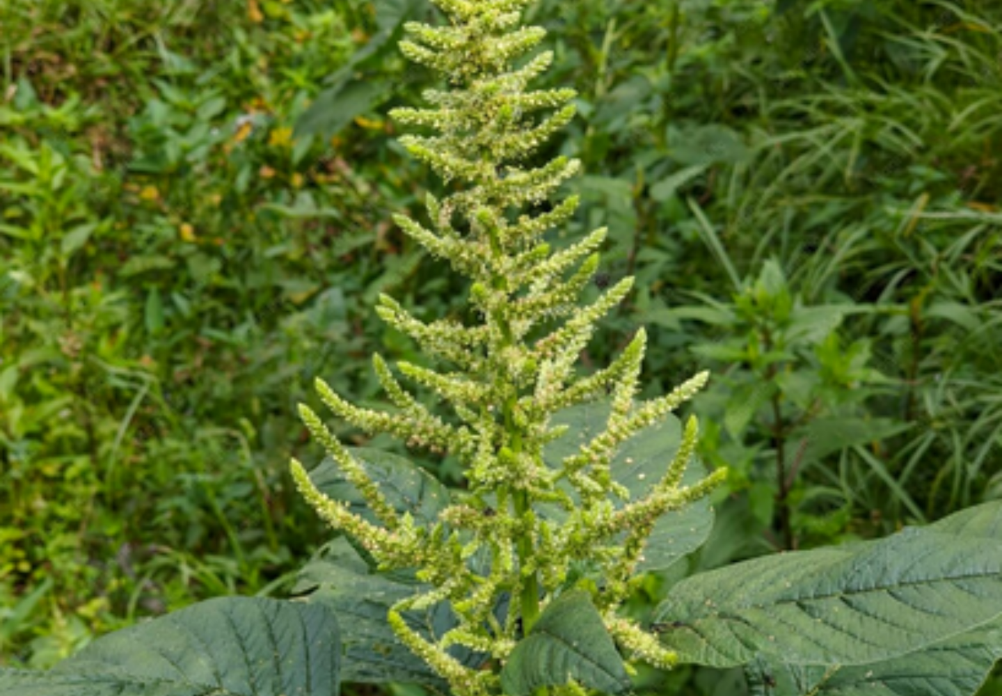 Planta caruru (Amaranthus viridis)