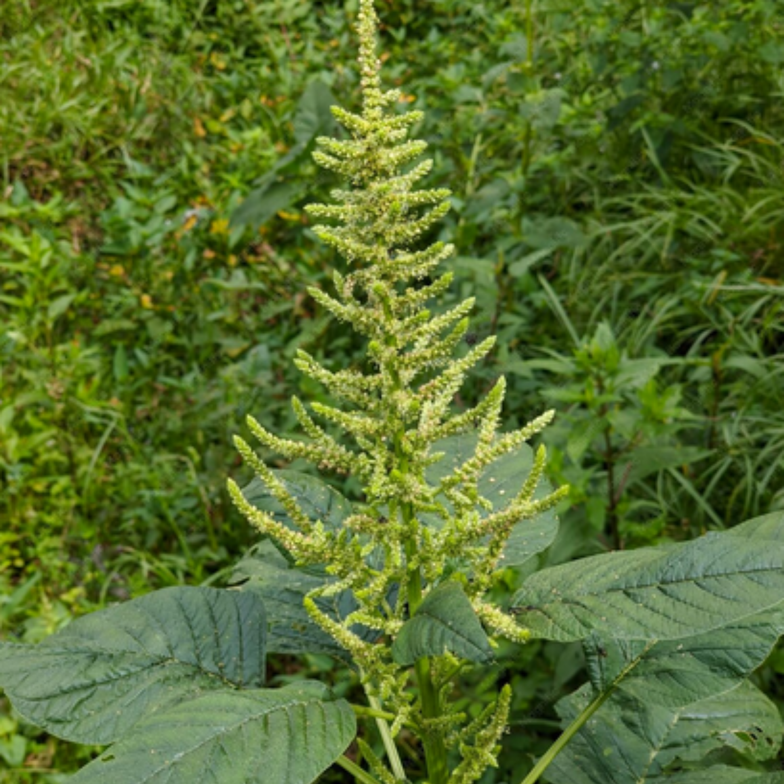 Planta caruru (Amaranthus viridis)