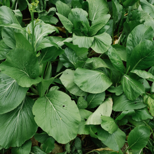 Como Plantar Rúcula Selvagem no Quintal: Guia Completo para Cultivo Naturalizado