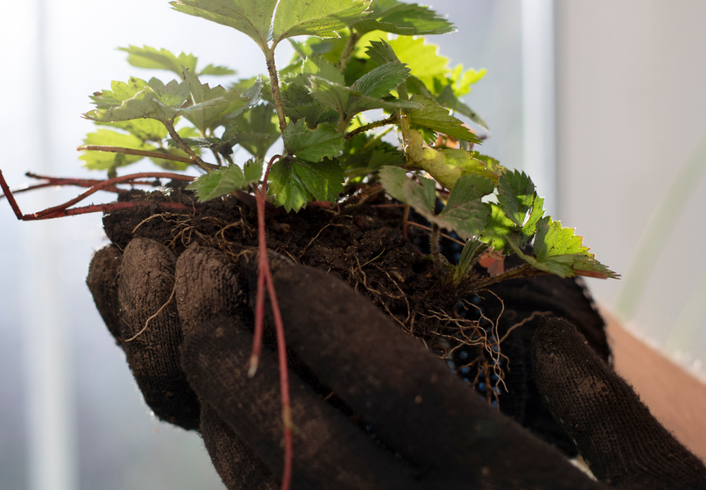 Pessoa segurando planta cultivada em casa