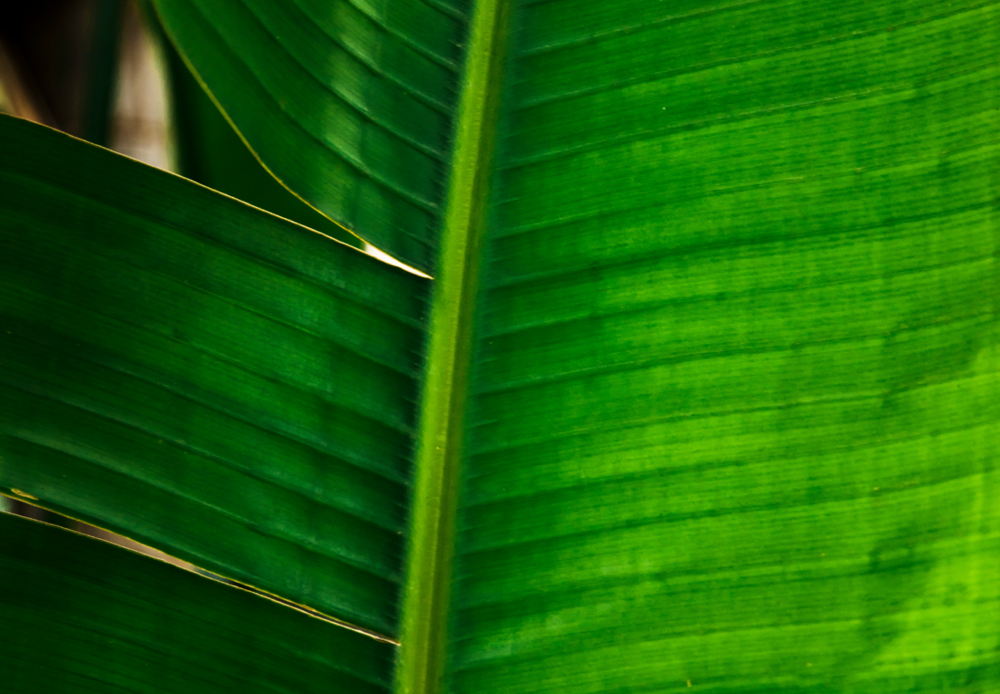 Folha de bananeira close-up