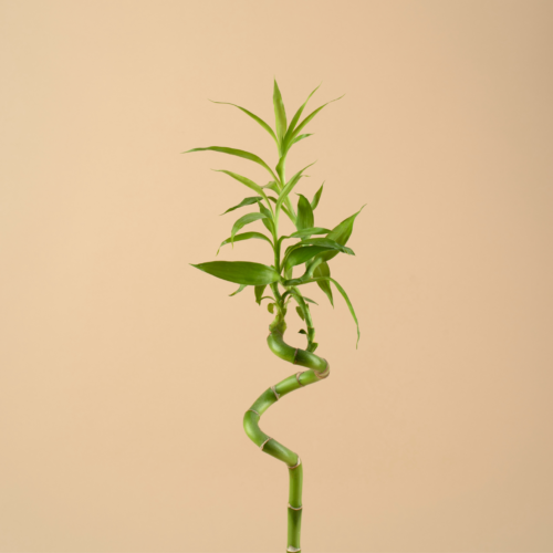 Como Conservar Broto de Bambu