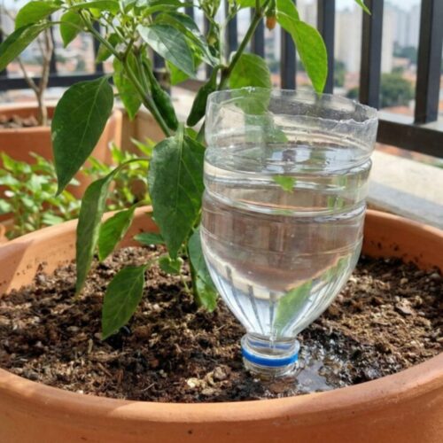 O Método da Garrafa PET Invertida Para Irrigação Perfeita